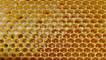 comb larva1.jpg