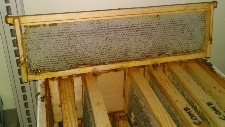 Comb frame.jpg