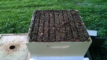 2018 good hive1.jpg