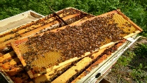 frame with honey 2020.jpg