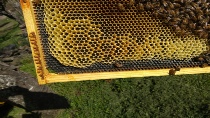 drone comb with eggs.jpg