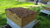 2018 good hive2.jpg