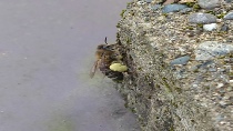 pollen load on bee.jpg